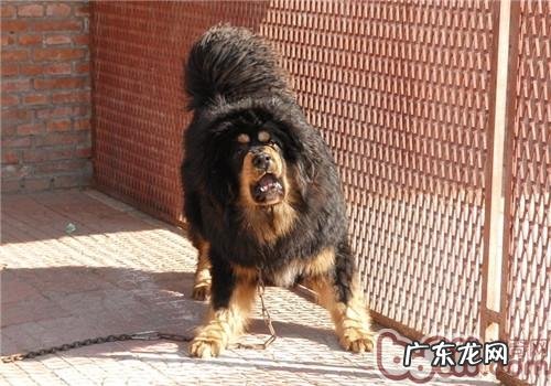 藏熬除毛症怎么治疗?