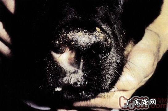 犬念珠菌性鼻窦炎