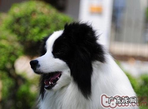 春天严防小狗传染病