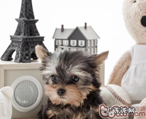 约克夏感冒症状及医治