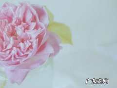 关于花的唯美句子签名 【抖音文案】关于花的唯美句子