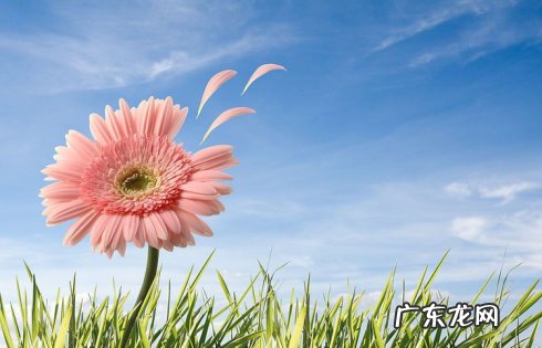 关于花的唯美句子签名 【抖音文案】关于花的唯美句子