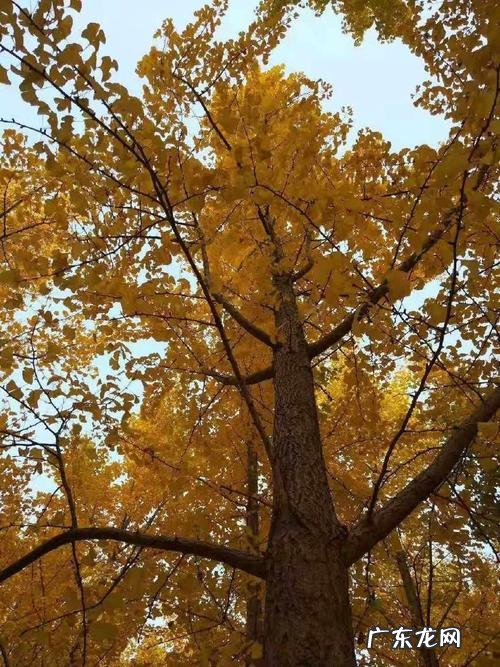 秋天银杏树的叶子和果实有什么变化 【抖音文案】秋天银杏树叶子的短句