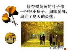 秋天银杏树的叶子和果实有什么变化 【抖音文案】秋天银杏树叶子的短句