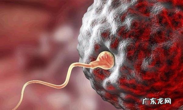 怎么提高受孕概率-同房后立即躺下能提高受孕率