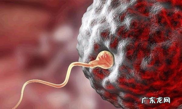 怎么提高受孕概率-同房后立即躺下能提高受孕率