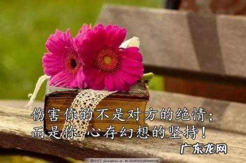 荷花的句子唯美短句 【抖音文案】开心的句子唯美短句