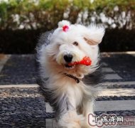 春天警醒小狗胃肠病症