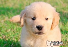 春天狗狗疫苗打疫苗小提示