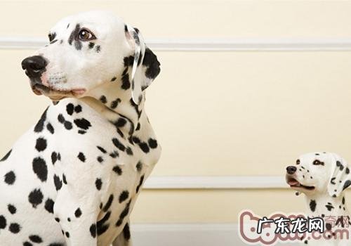 怎样解决小狗春天发情期