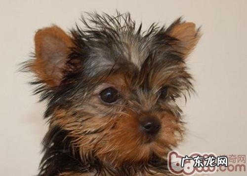 约克夏患耳螨后主人家该干什么