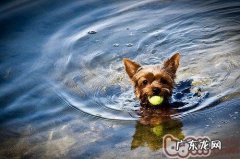 约克夏咳嗽的原因及治疗方法