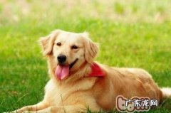 小狗哺乳期乳腺炎介绍