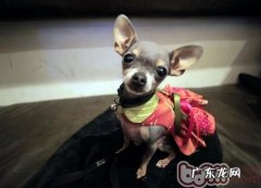 怎样与宠物医生相处