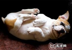 犬猫骨科手术中环扎不锈钢丝的应用以及有关病发症