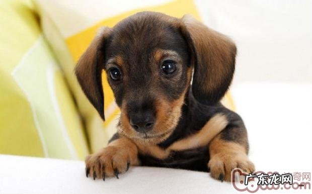 小狗血糖低的常见症状