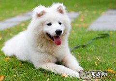 小狗也会得慢性咽喉炎