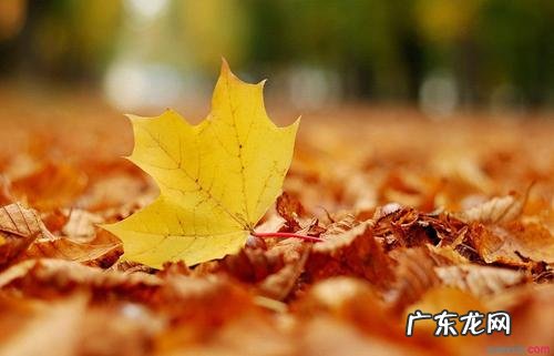 描写秋天景色优美句子短句 【抖音文案】秋天景色的句子短句唯美