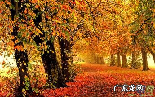 描写秋天景色优美句子短句 【抖音文案】秋天景色的句子短句唯美