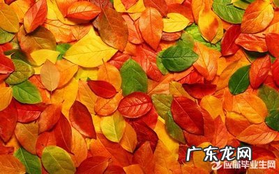 描写秋天树的优美句子大全 【抖音文案】描写秋天树的优美句子