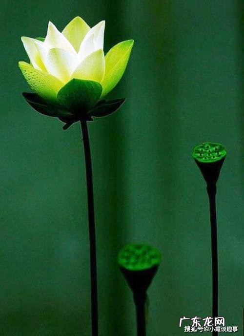 形容一个人眼神清澈的句子 【抖音文案】形容人眼神清澈的句子