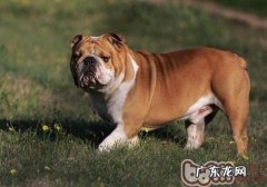 小狗也会得了儿童自闭症