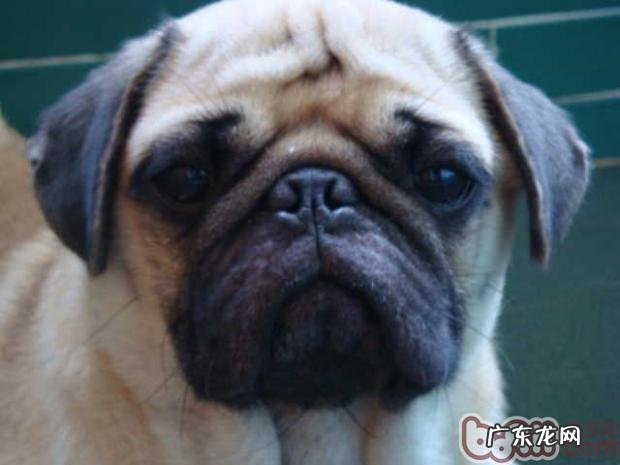 被家养宠物咬到必须注入狂犬病疫苗吗