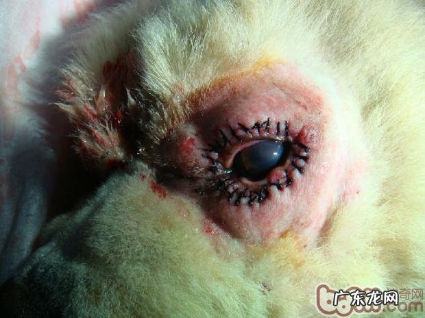 犬眼睑内翻整形术