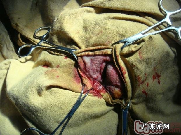 犬眼睑内翻整形术