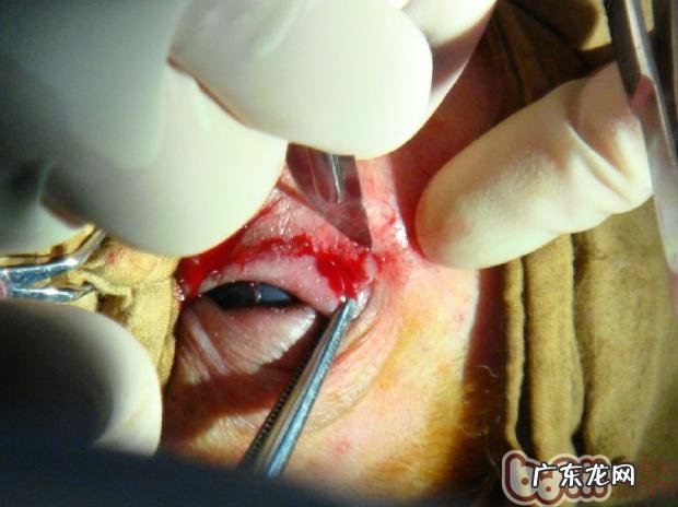 犬眼睑内翻整形术