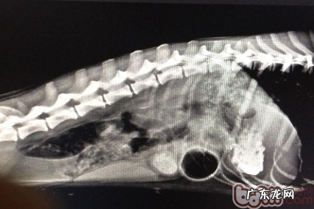 犬脏东西性肠胃堵塞的医治