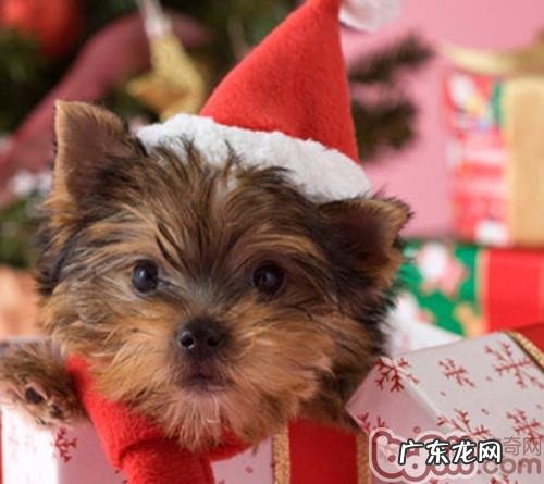 约克夏腹泻的应对措施