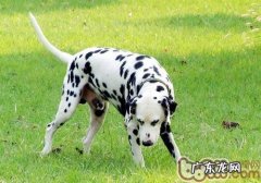 狂犬病毒的关键传播效果