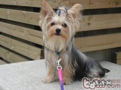 普遍约克夏白屑归类