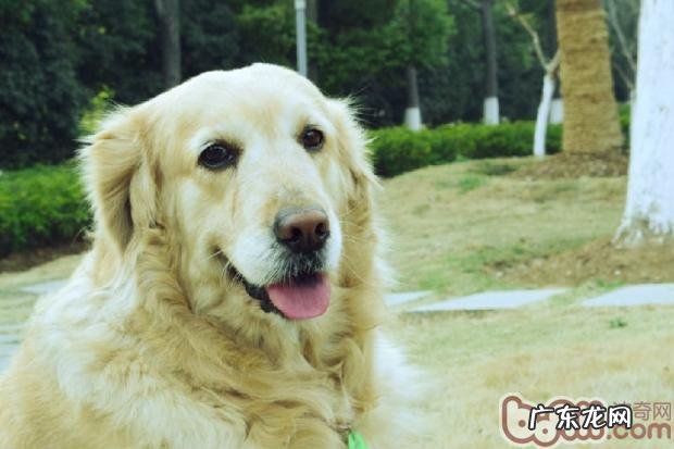 金毛的遗传性疾病分析