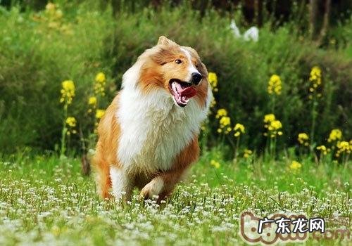 狗狗吃草反映的健康状况