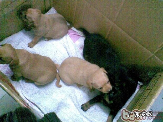 幼狗免疫系统小攻略大全