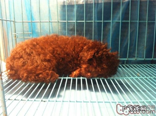 幼狗免疫系统小攻略大全