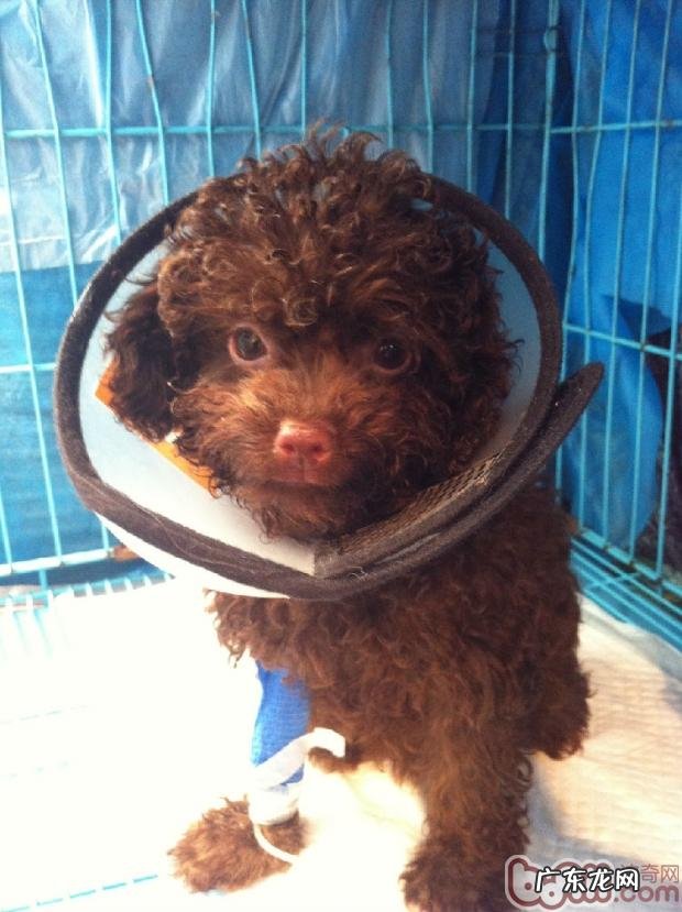 幼狗免疫系统小攻略大全