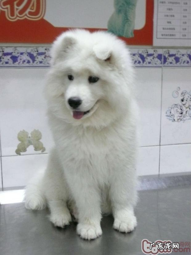 幼狗免疫系统小攻略大全