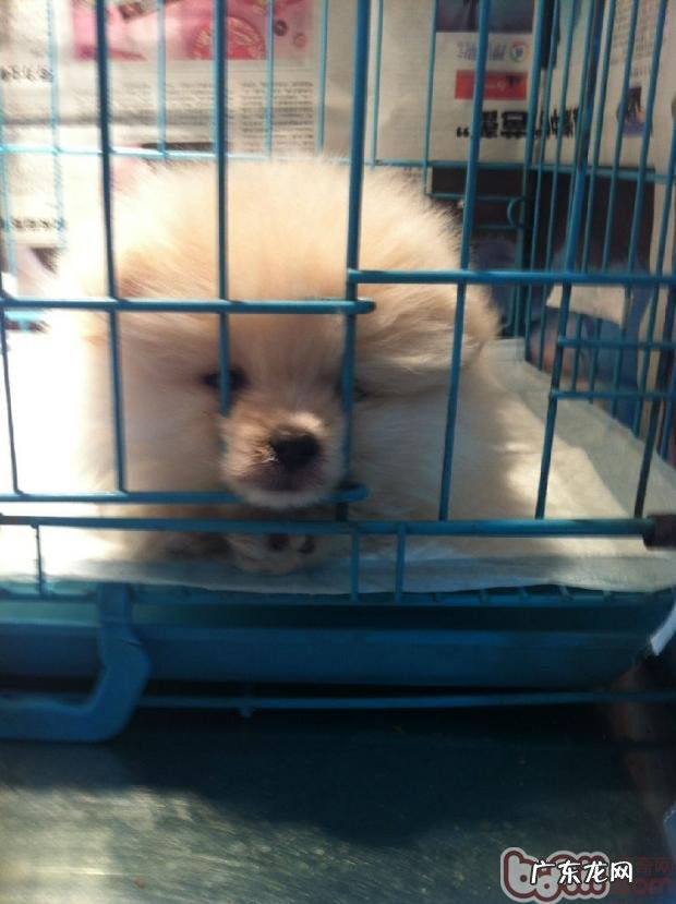 幼狗免疫系统小攻略大全