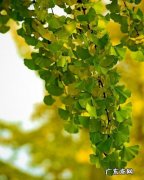 描写春天银杏树的句子 【抖音文案】描写银杏树气味好句子摘抄