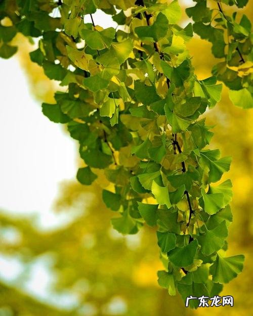 描写春天银杏树的句子 【抖音文案】描写银杏树气味好句子摘抄