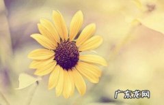 开心快乐每一天的唯美句子 【抖音文案】描述开心快乐的唯美句子