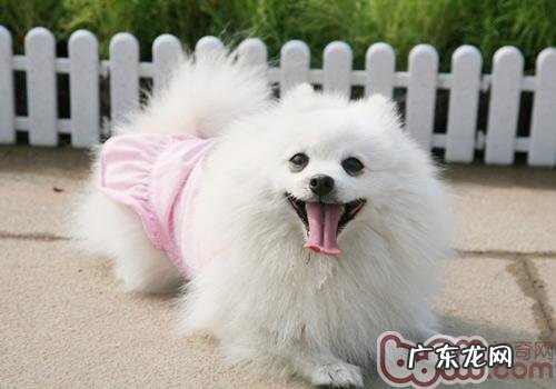 博美交配前需要的身心健康提前准备