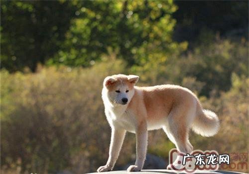 秋田犬怀孕的症状有什么？