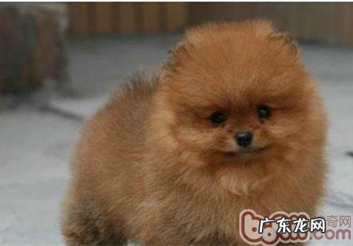 博美繁育全过程分析