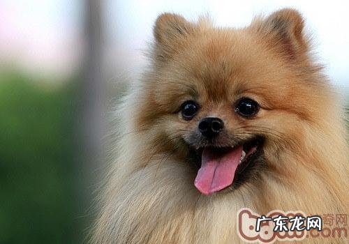 冬天如何预防博美发烧感冒