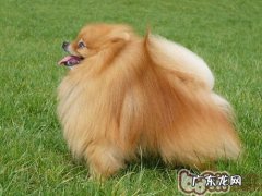 博美腹泻应该怎么办