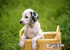 犬钩虫病的发病原因详细介绍